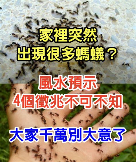 家裡突然很多螞蟻|【消滅螞蟻】家裡有螞蟻怎麼辦？6種天然方法驅逐螞。